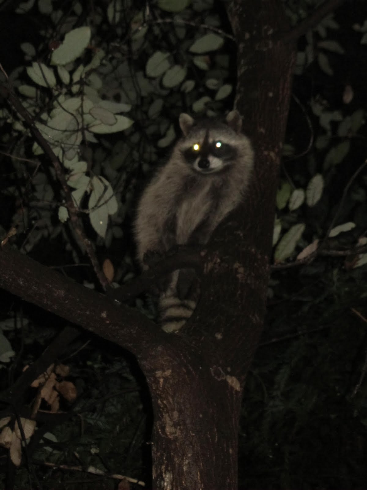 Night Raccoon Hunting