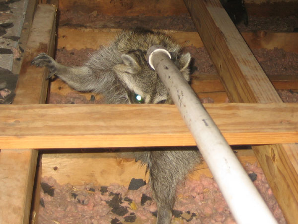 Raccoon In An Attic